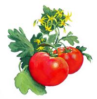 tomato illustration