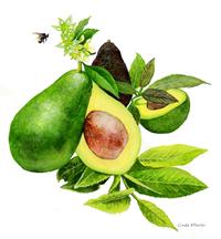 illustration of avocados