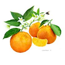 Oranges, Blossoms, Orange Segment and Bee Illustration
