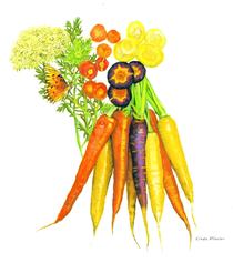 orange, yellow, white,Purple and red-orange carrots Botanical  illustration
