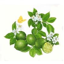 lime illustration