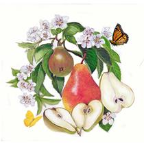 pears illustration