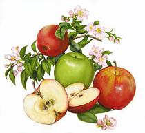 apples illustration