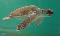 Aquarium Ecology Mural: Turtle