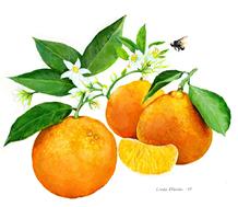 Illustration of Oranges and their blossoms