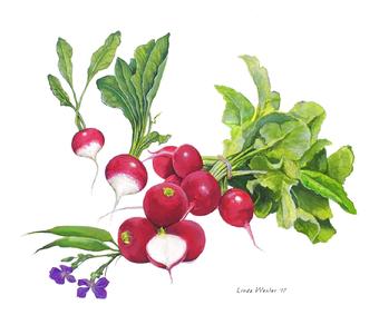 Painted gouache illustration of Red Radishes